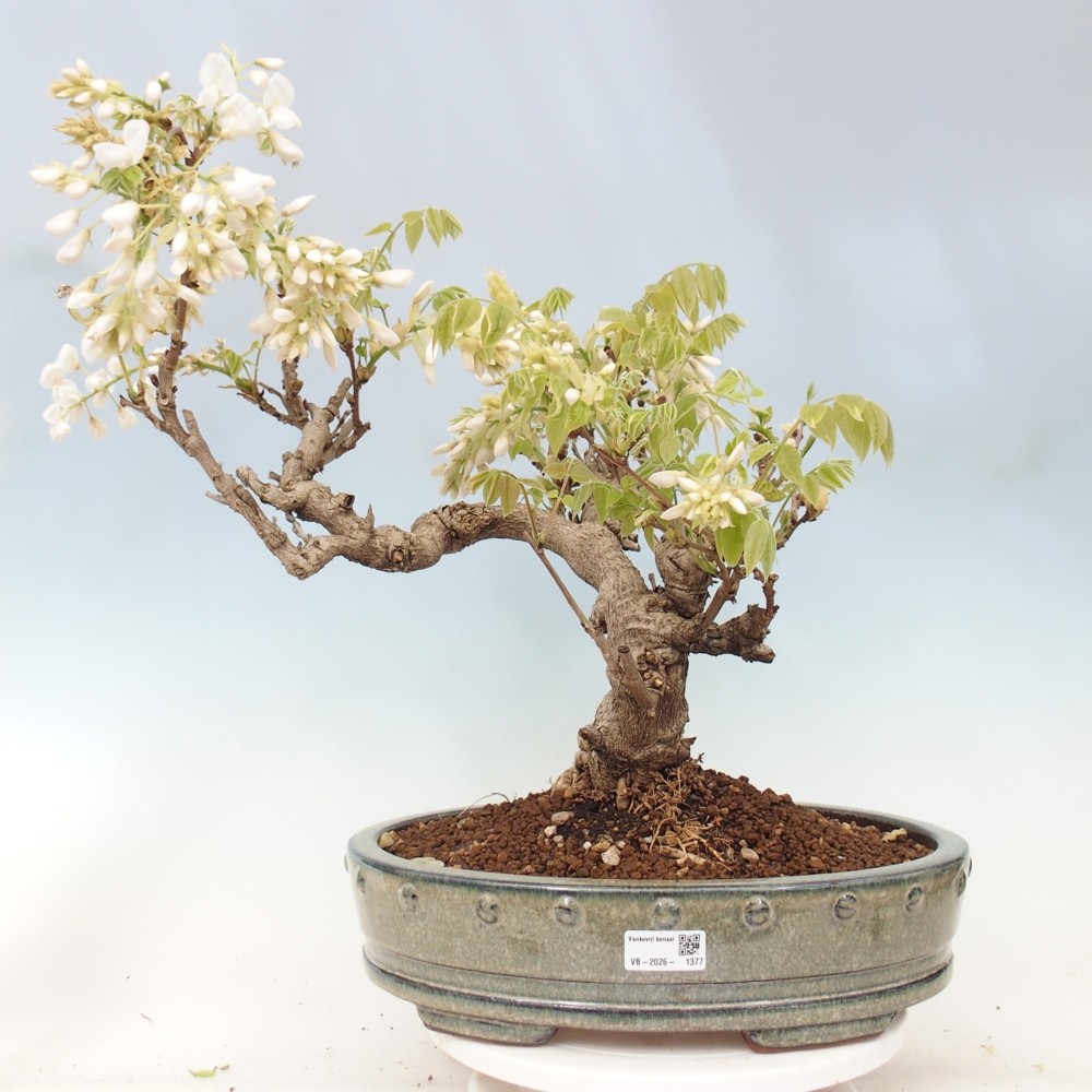 Bonsai voor buiten - Vistaria - Wisteria