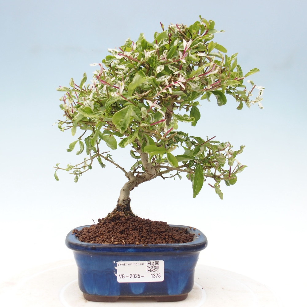 Bonsai voor buiten - Ligustrum obtusifolium