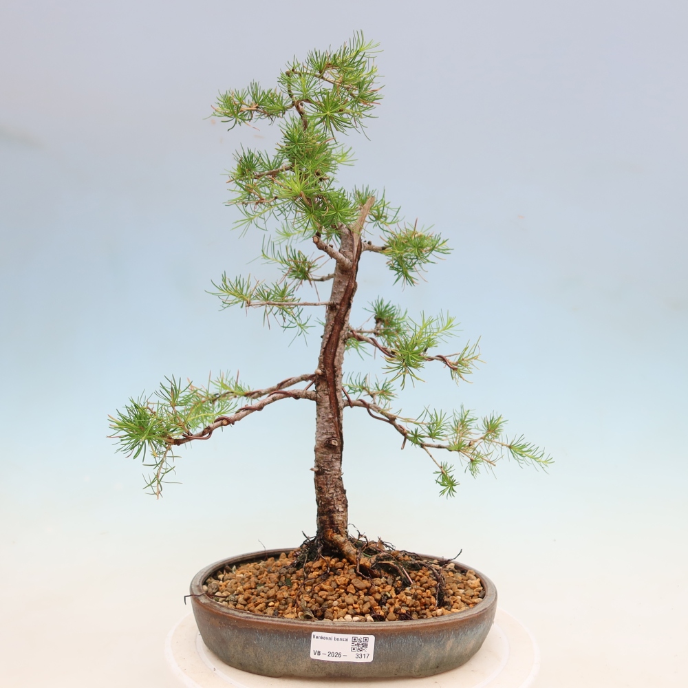 Bonsai voor buiten -Larix decidua - Lariks