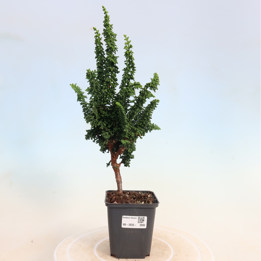 Bonsai voor buiten - Cham. obtusa SEKKA HINOKI - Cipres