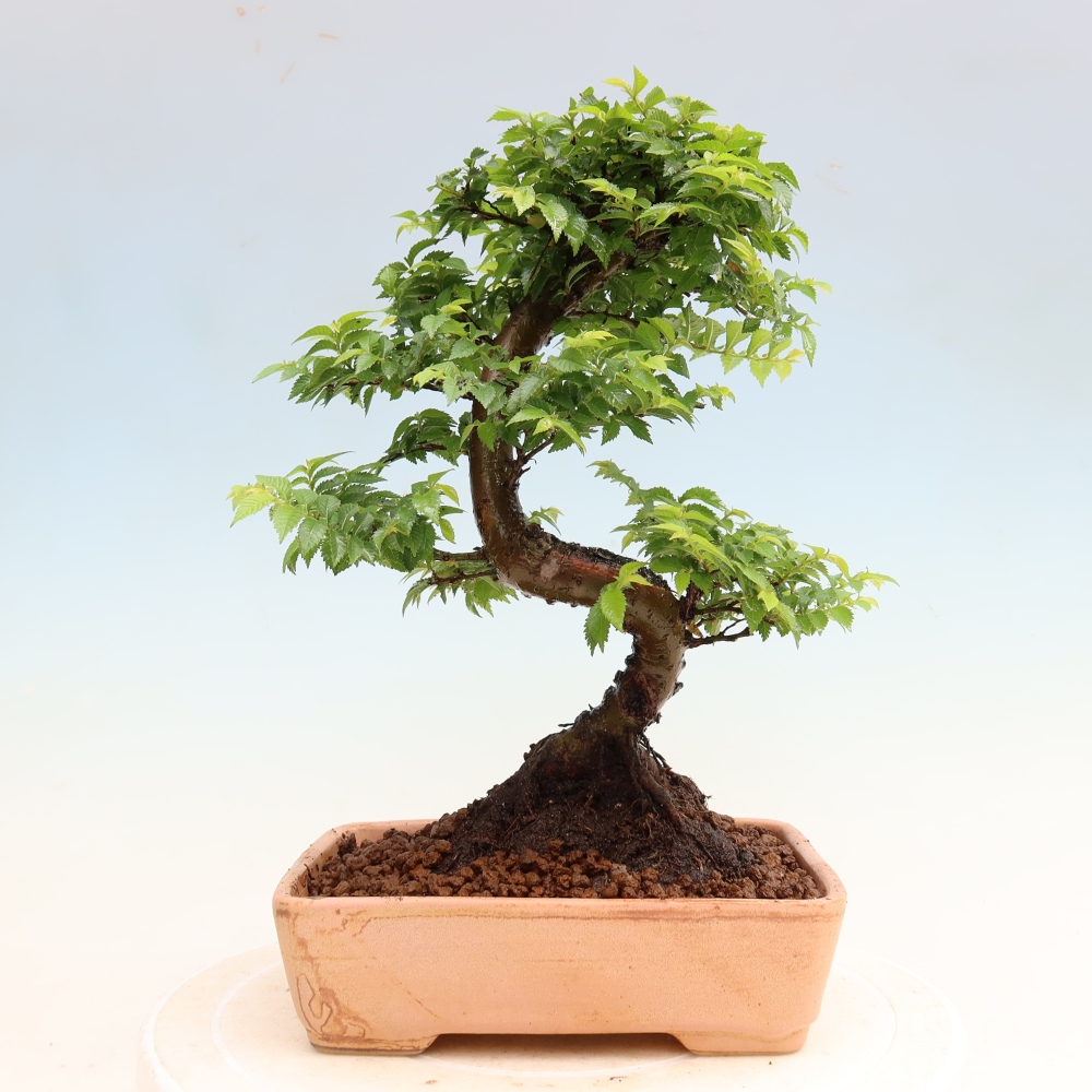 Buitenbonsai - Ulmus Jacqueline Hillier - Prachtige iep