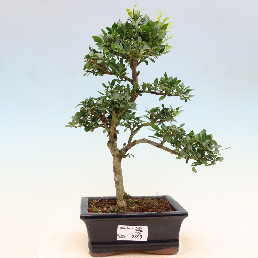Kamerbonsai - Ilex crenata - Hulst
