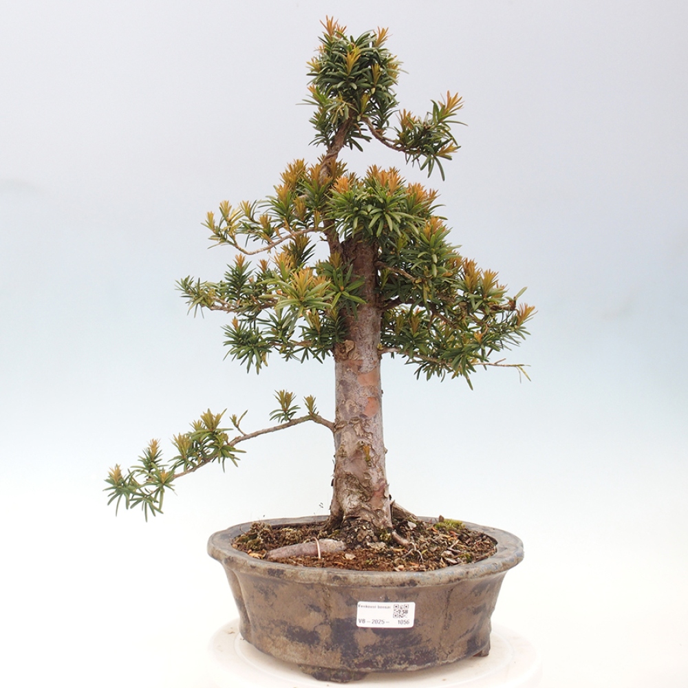 Bonsai voor buiten - Taxus cuspidata - Japanse Taxus