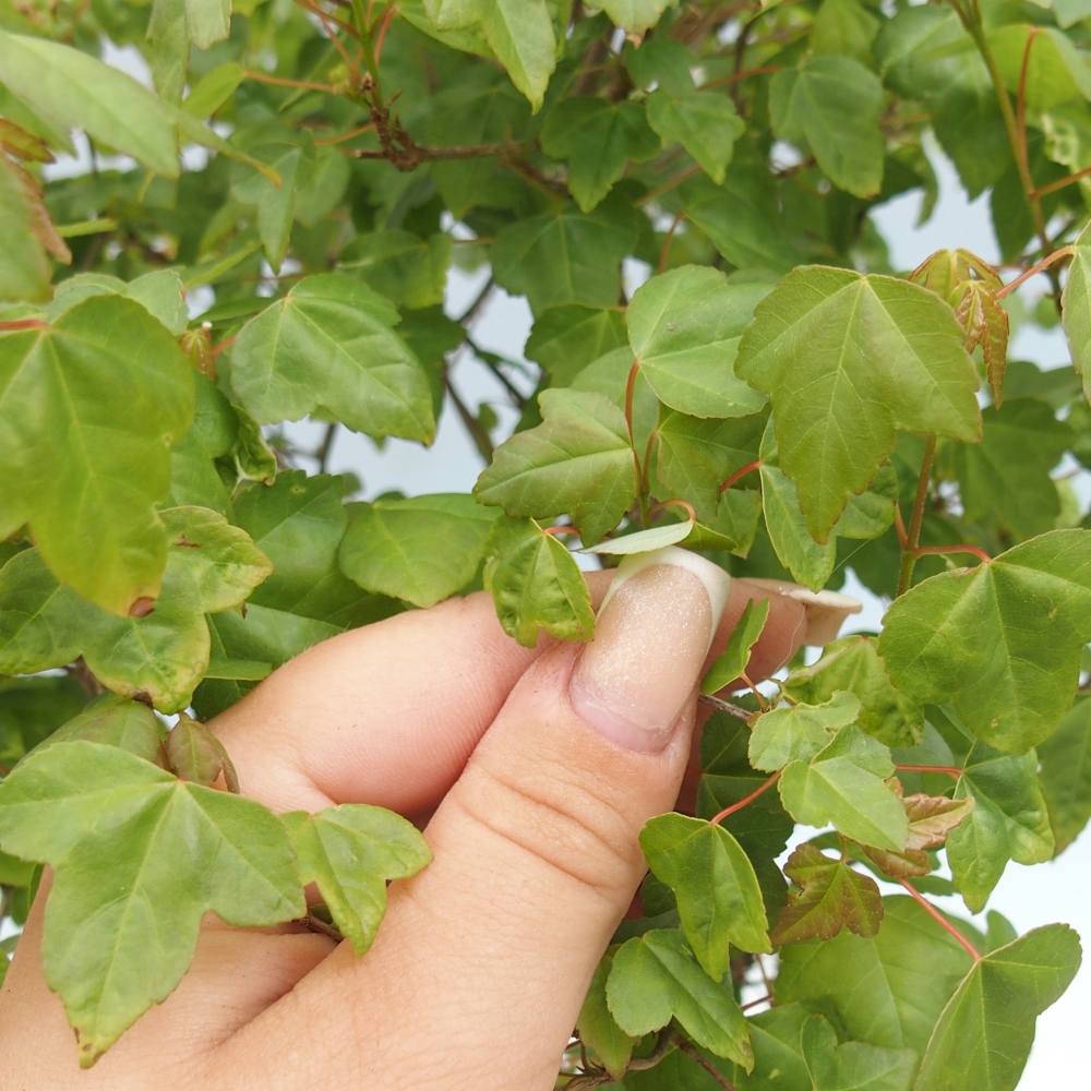 Bonsai voor buiten - Acer Buergerianum - Burgeresdoorn
