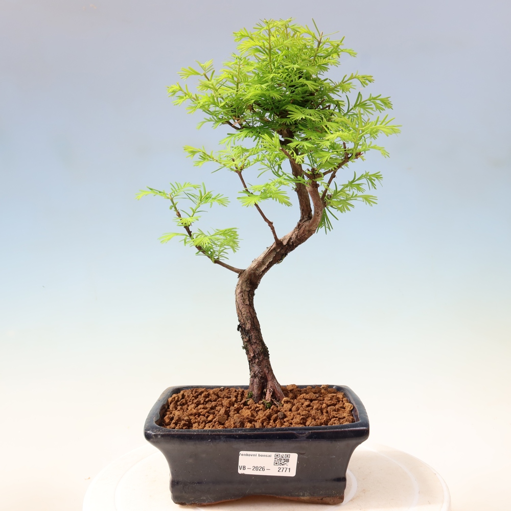 Bonsai voor buiten - Metasequoia glyptostroboides - Chinese Metasequoia