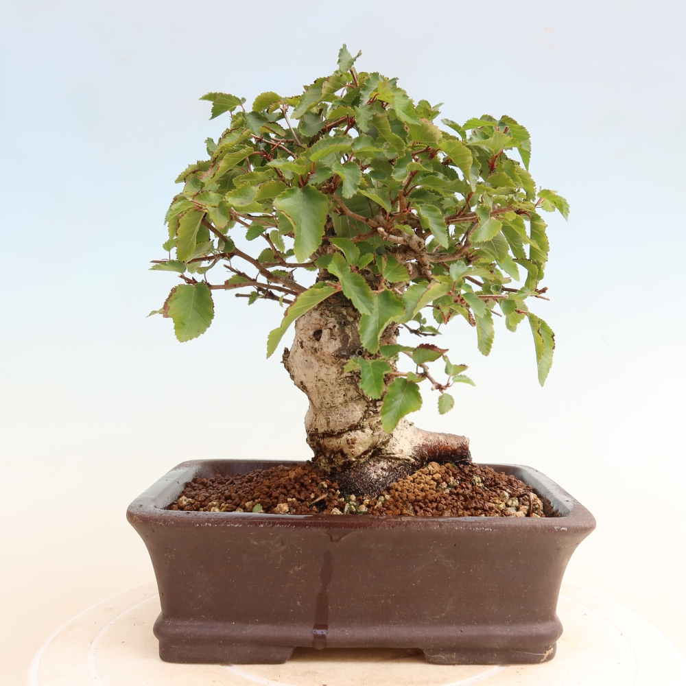 Bonsai voor buiten -Carpinus CARPINOIDES - Koreaanse haagbeuk