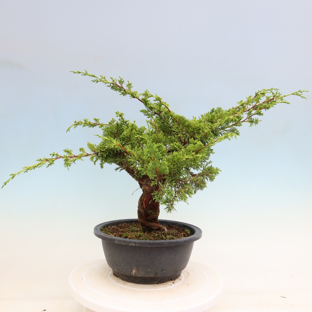 Bonsai voor buiten - Juniperus chinensis Itoigawa-Juniperus chinensis
