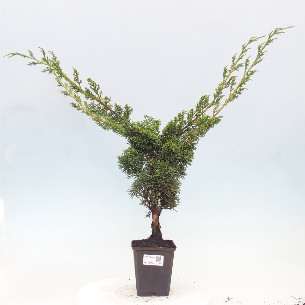 Bonsai voor buiten - Juniperus chinensis Kishu