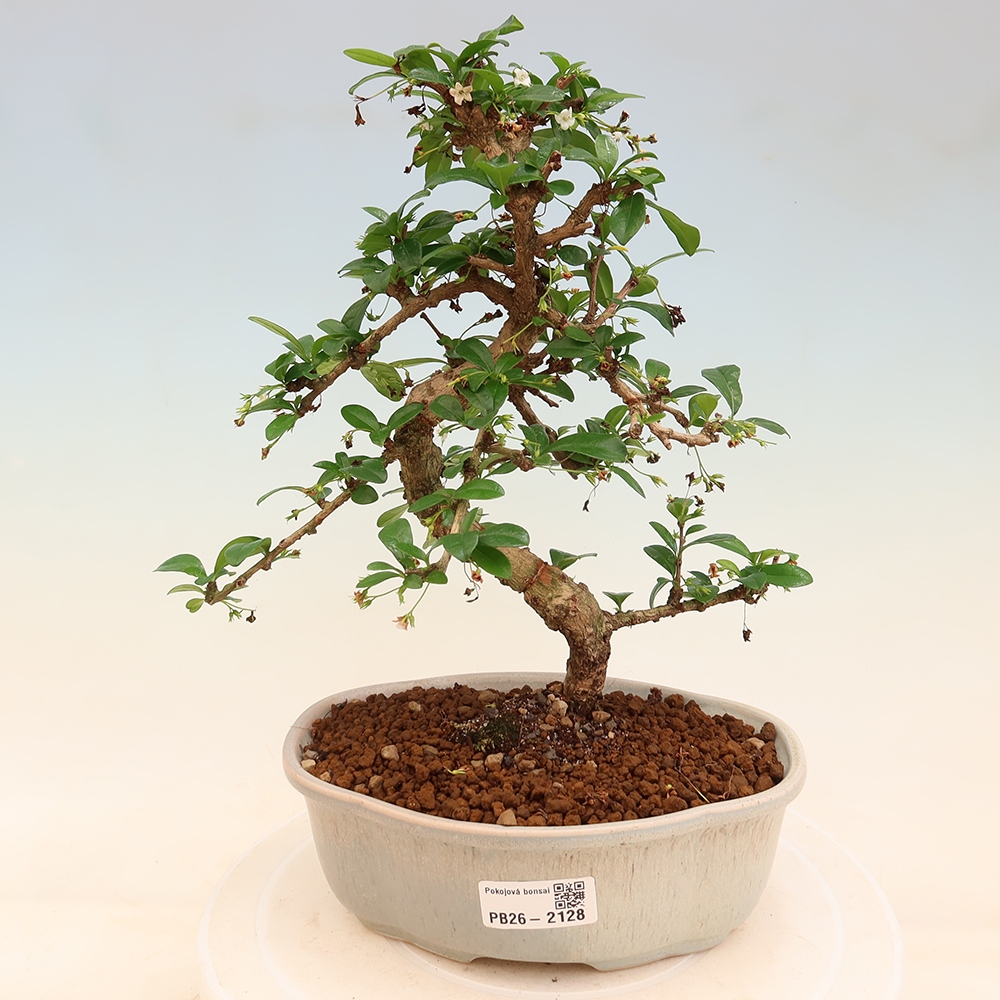 Kamerbonsai - Carmona macrophylla - Thee fuki