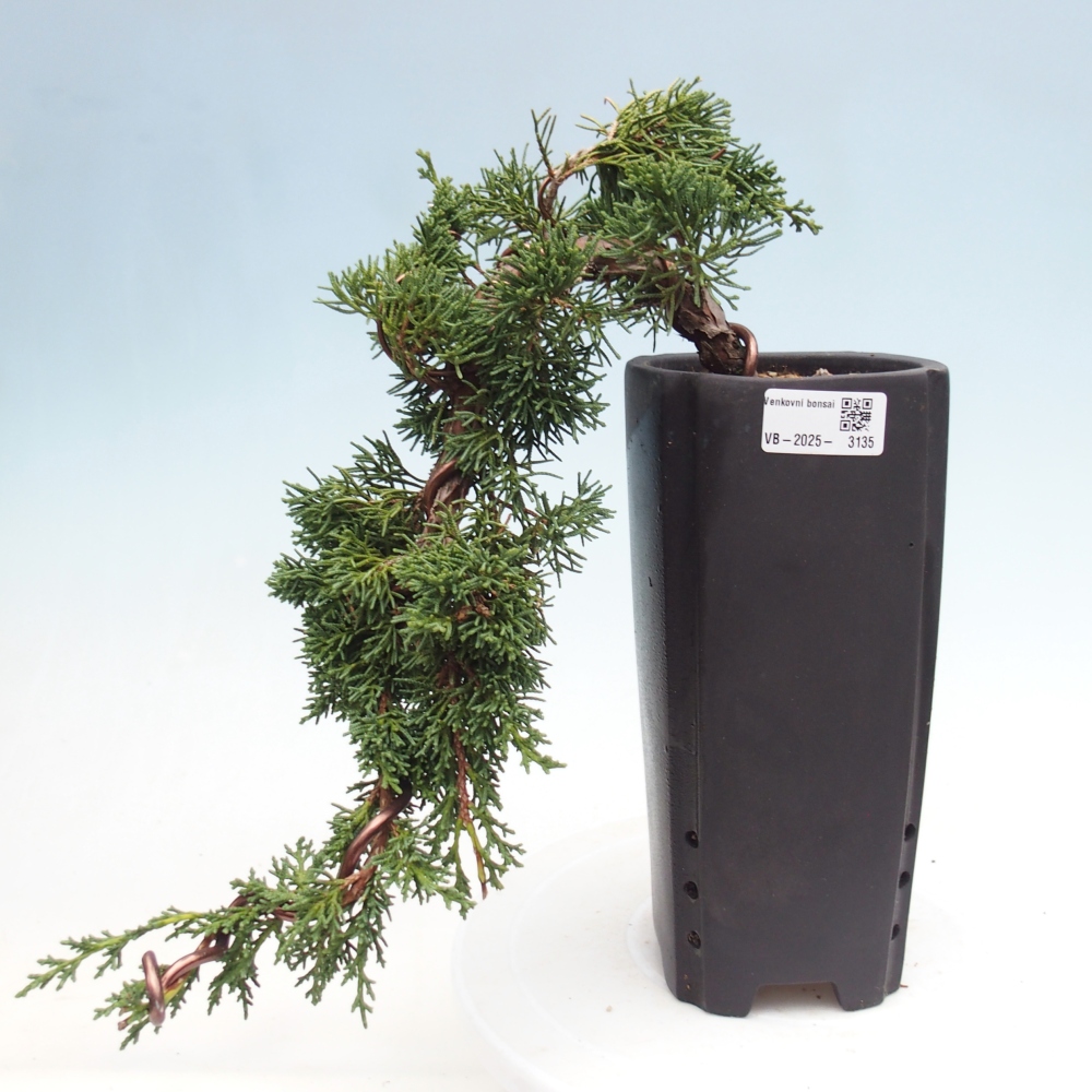 Bonsai voor buiten - Juniperus chinensis Kishu