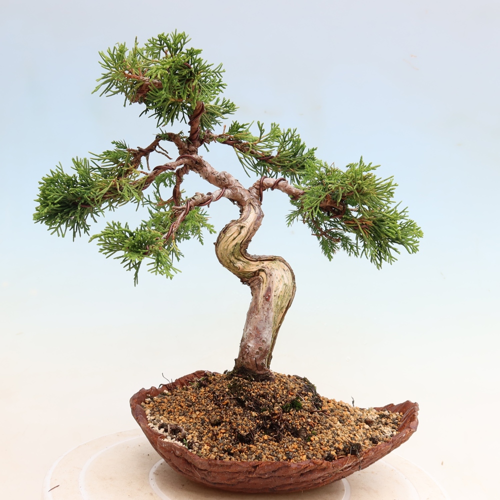 Bonsai voor buiten - Juniperus chinensis Itoigawa-Juniperus chinensis