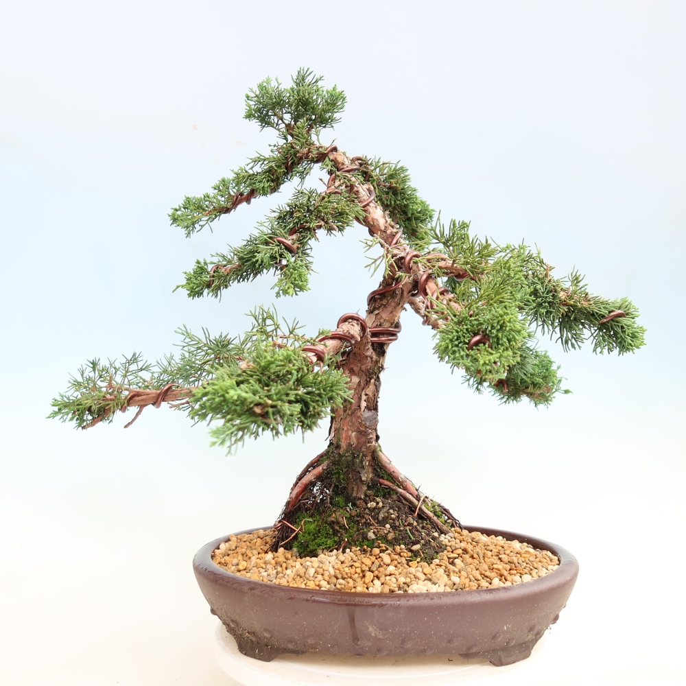 Bonsai voor buiten - Juniperus chinensis Kishu