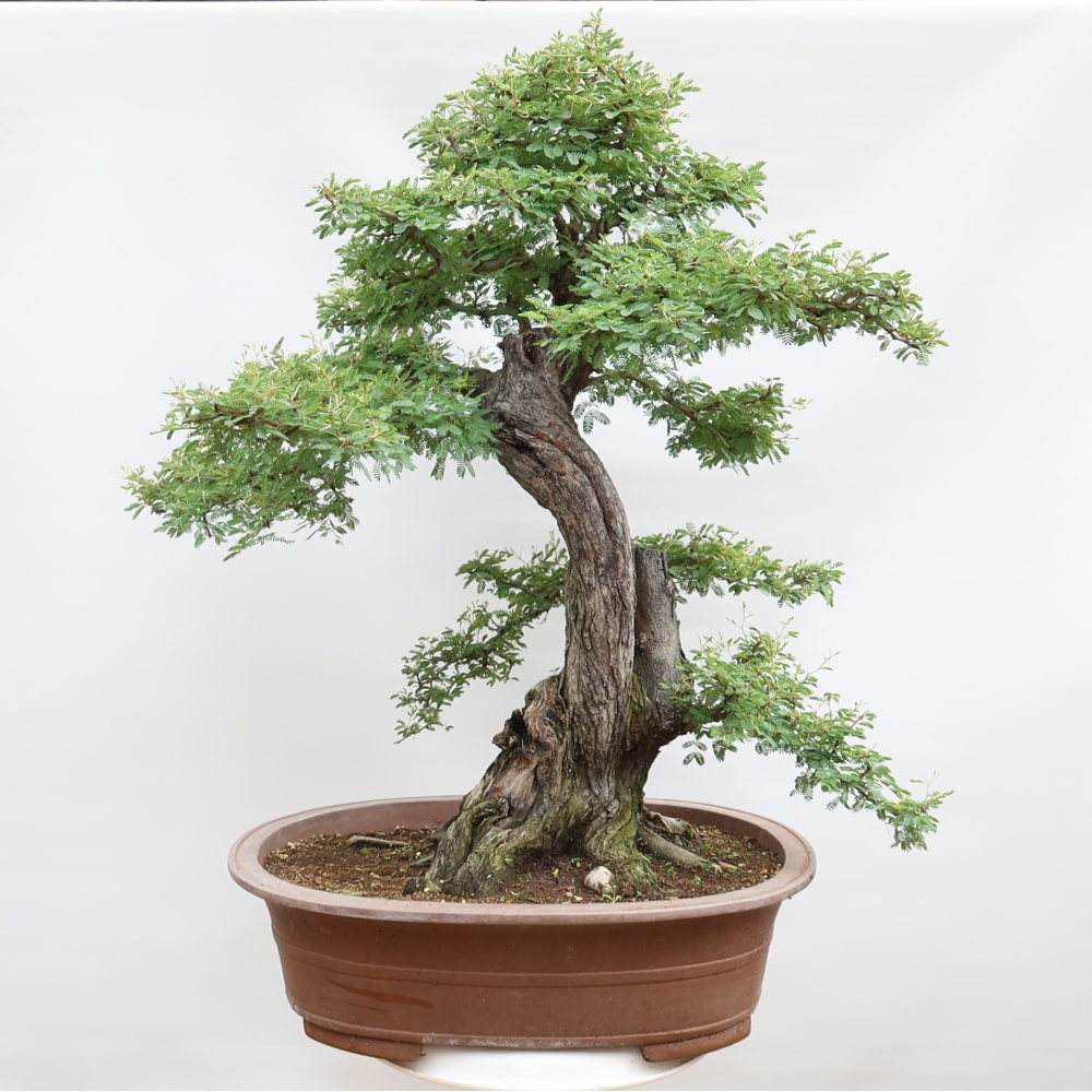 Kamerbonsai - Arabische acacia's