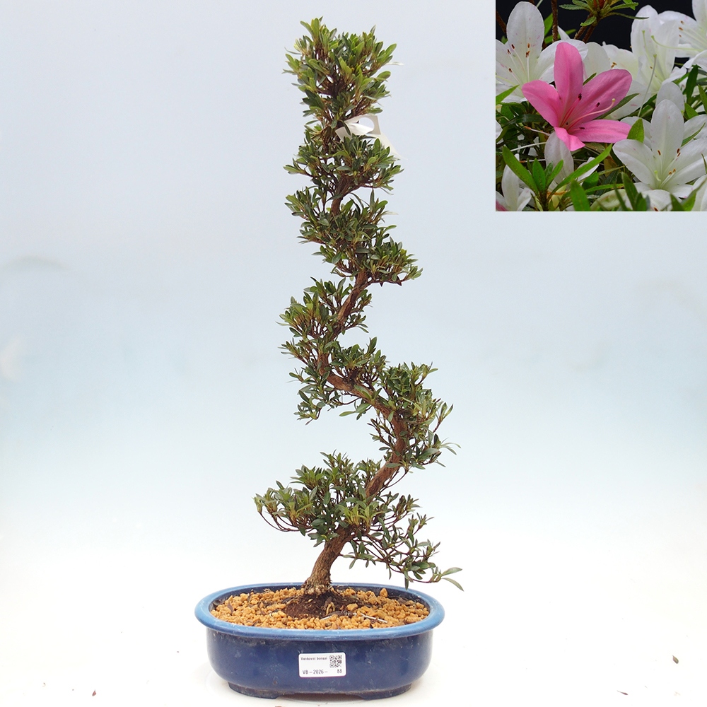 Bonsai voor buiten - Japanse Azalea - Azalea Hakurin