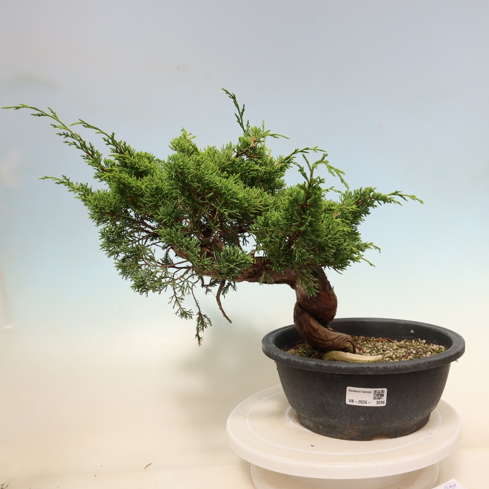 Bonsai voor buiten - Juniperus chinensis Itoigawa-Juniperus chinensis