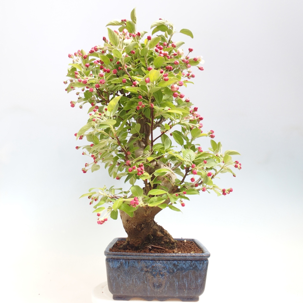 Bonsai voor buiten -Malus halliana - Appelboom met kleine vruchten