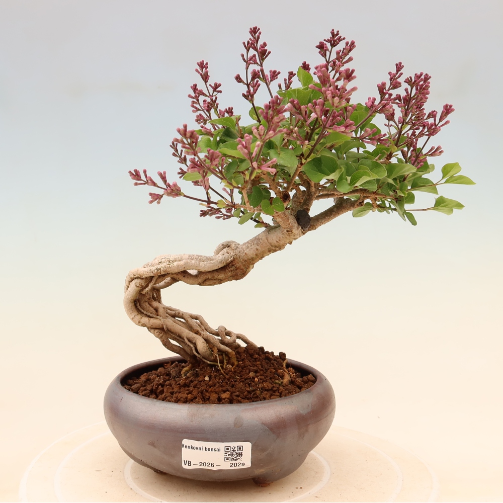 Bonsai voor buiten - Syringa microphylla - kleinbloemige sering