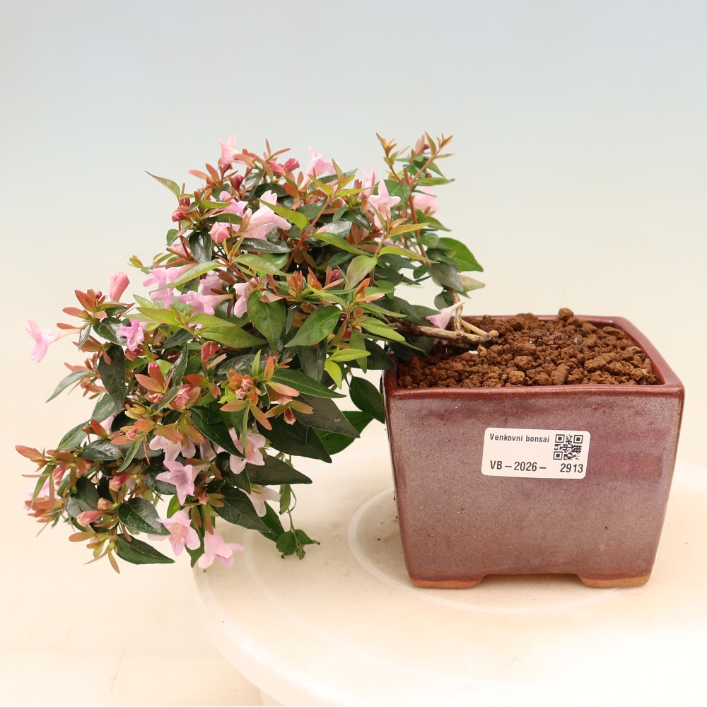 Buitenbonsai - Abelia Edward Goucher - Grootbloemige abelia
