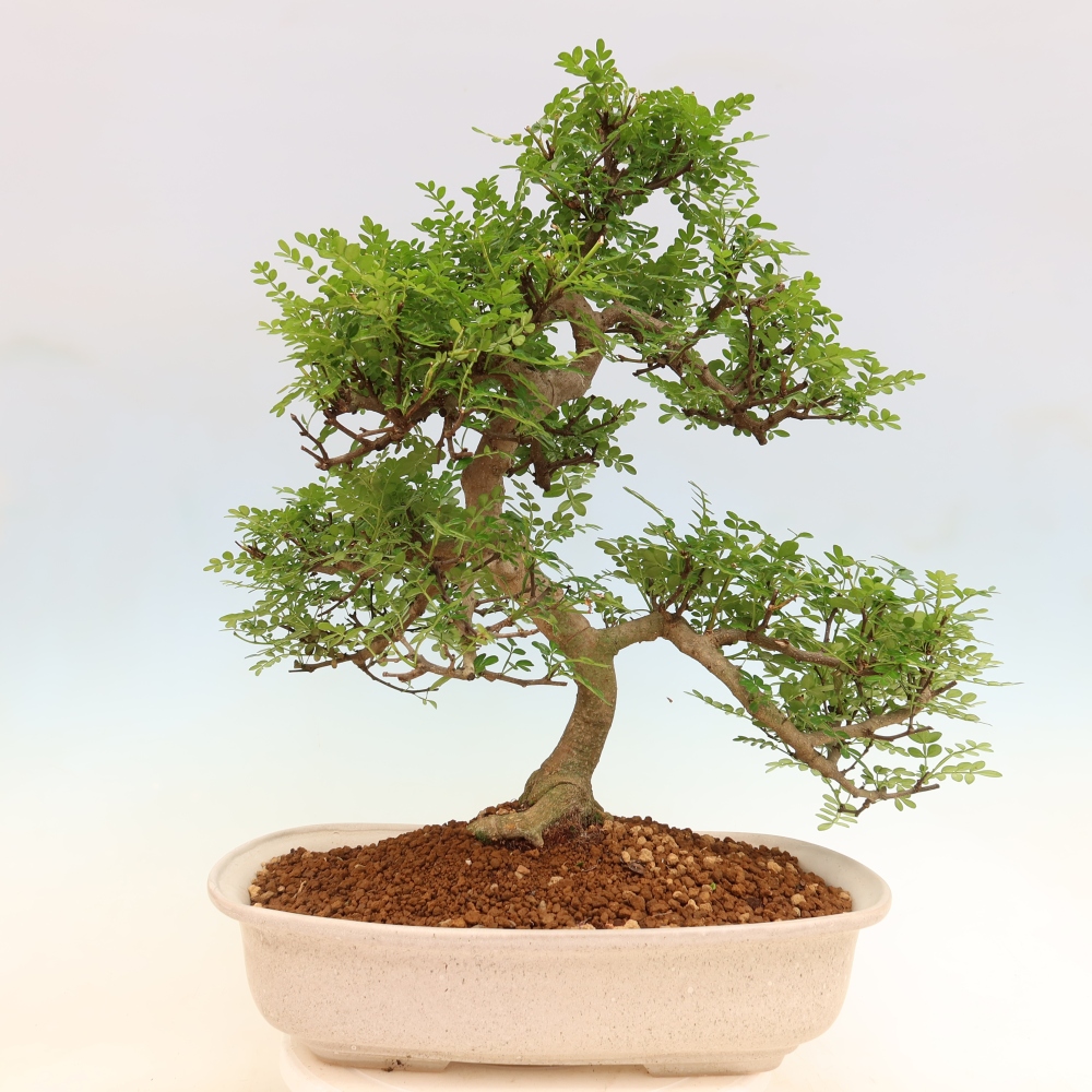 Kamerbonsai - Zantoxylum piperitum - peperboom