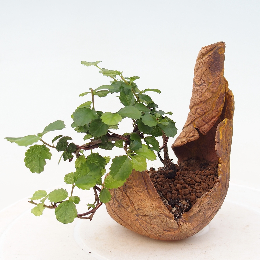 Kamerbonsai - Grewia sp. - Grewia malafolia