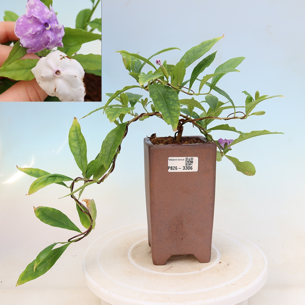 Bonsai voor binnenshuis - Costa-jasmijn - Brunfelsia