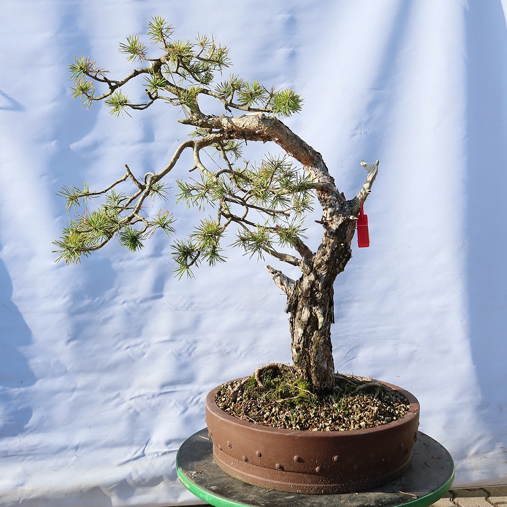 Pinus sylvestris Spanje - grove den