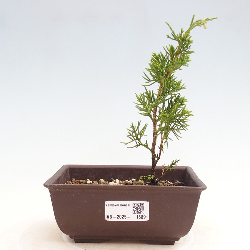 Bonsai voor buiten - Juniperus chinensis Itoigawa
