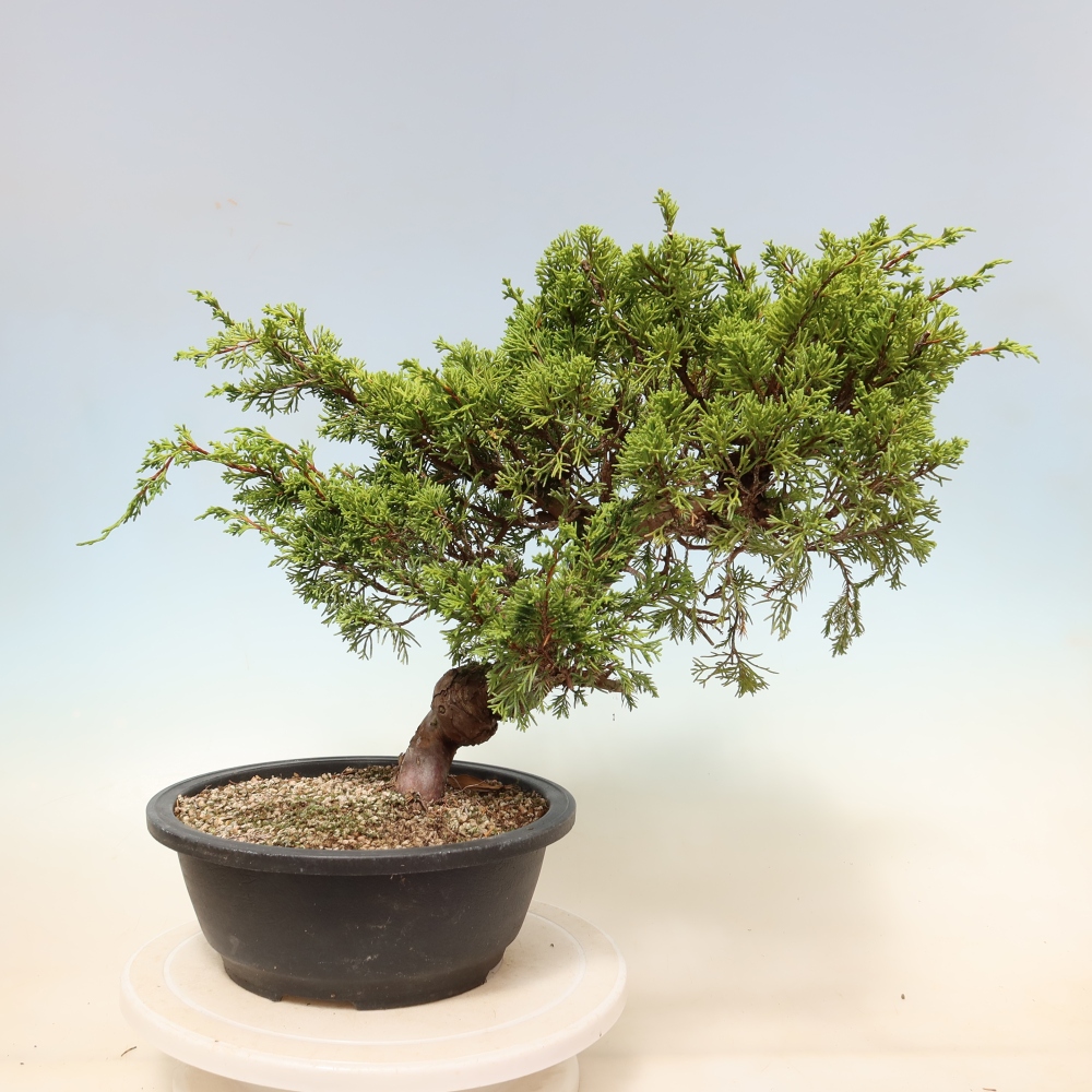 Bonsai voor buiten - Juniperus chinensis Itoigawa-Juniperus chinensis