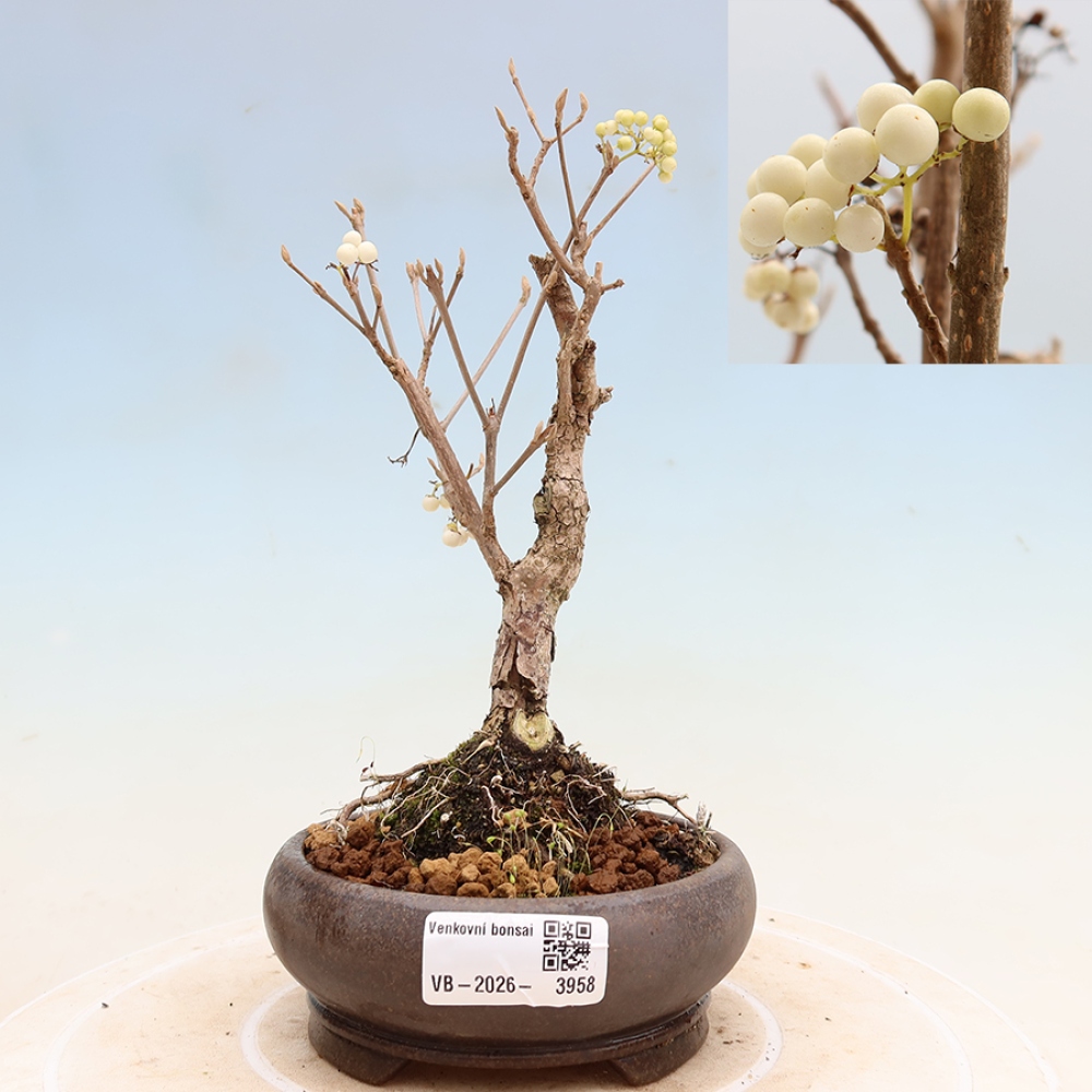 Buitenbonsai -  Callicarpa bodinieri Snowqueen - Sneeuwbessenboom