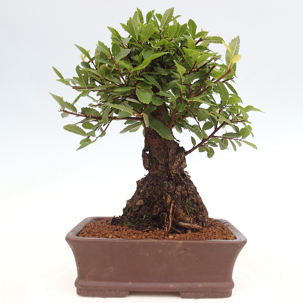 Bonsai voor buiten - Zelkova - Zelkova NIRE