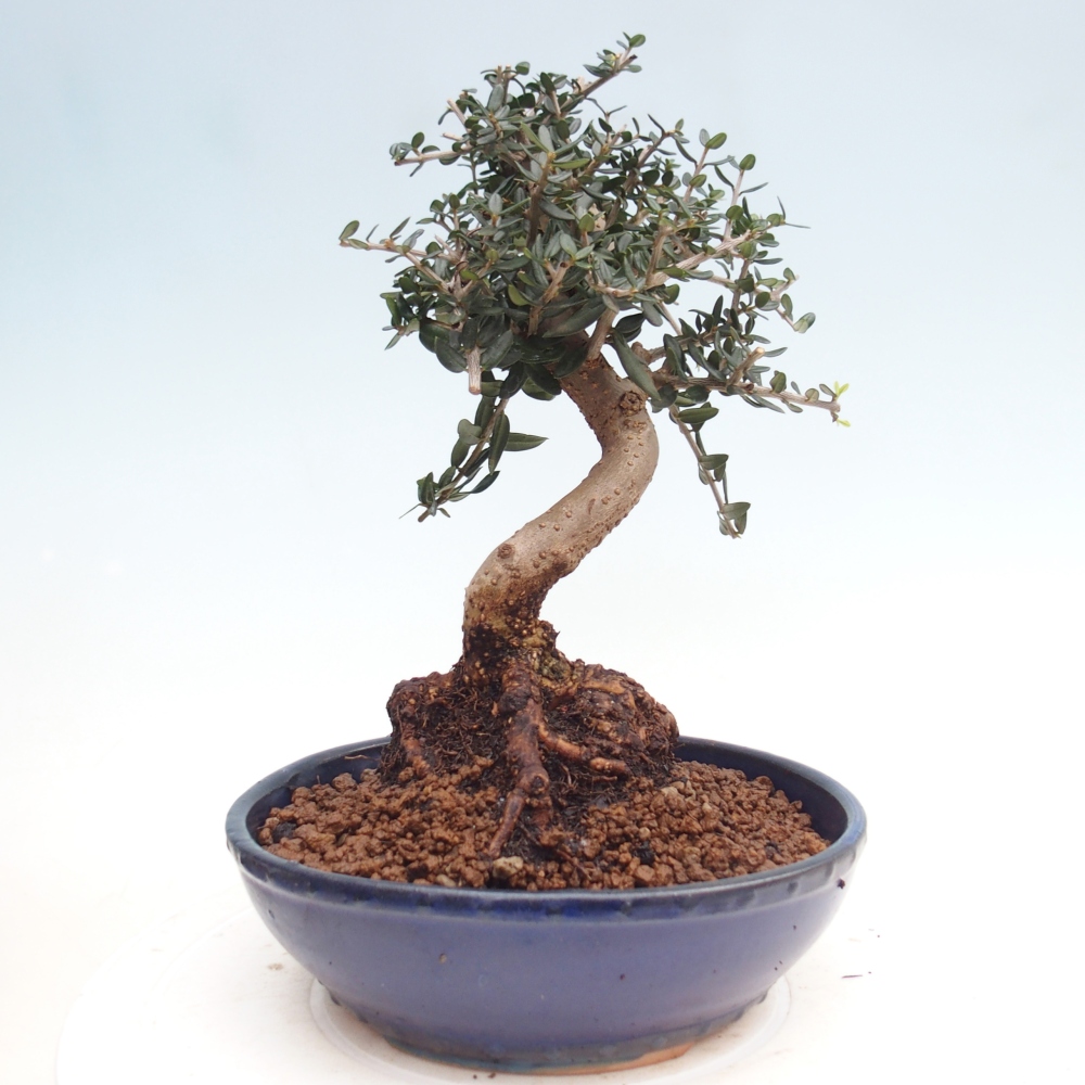 Bonsai voor binnen - Olea europaea sylvestris