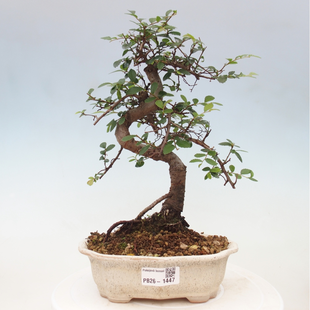 Kamerbonsai - Ulmus parvifolia - Winteriep