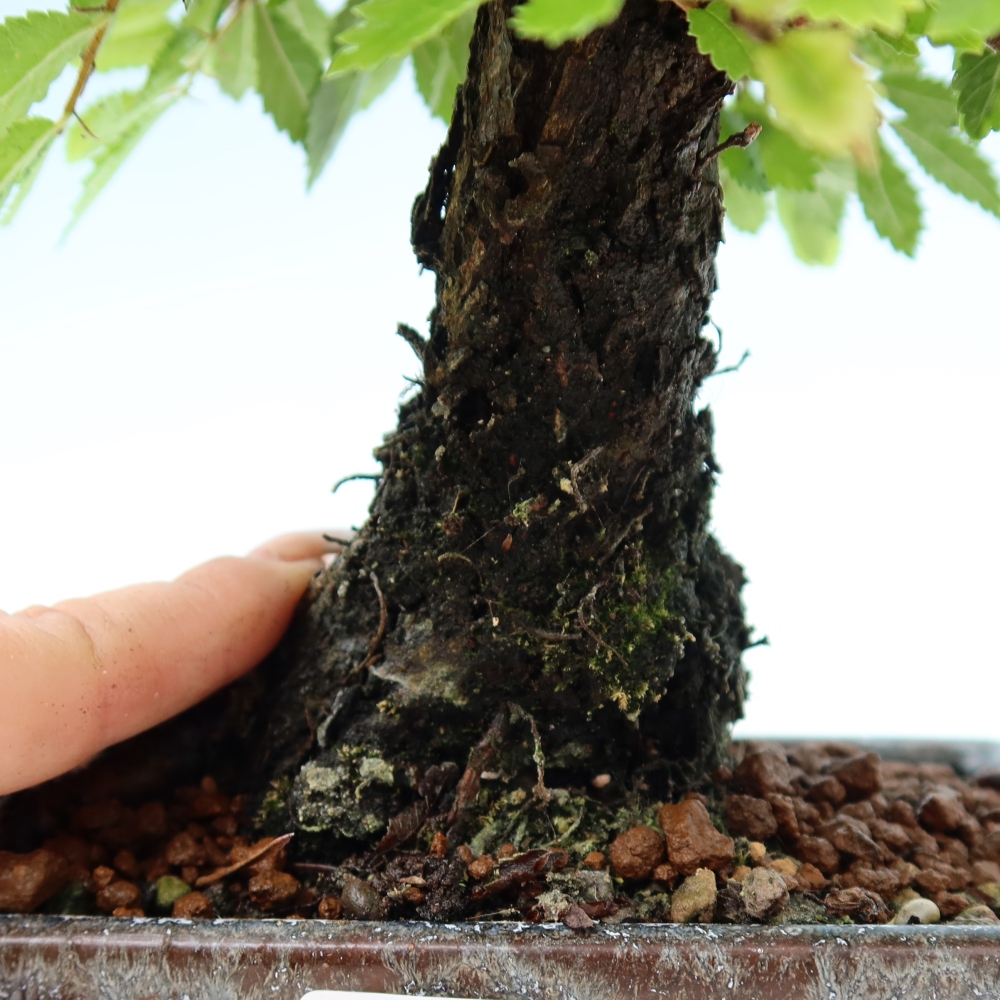 Bonsai voor buiten - Zelkova - Zelkova NIRE
