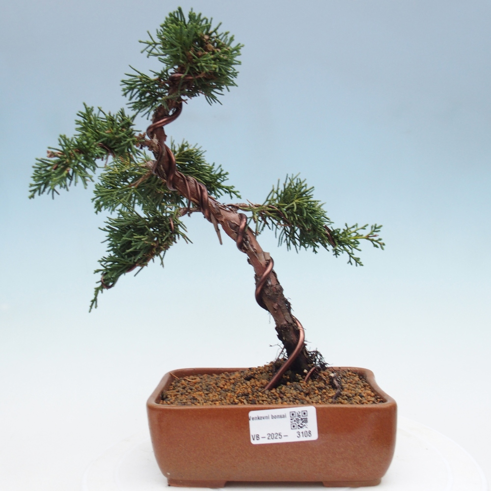 Bonsai voor buiten - Juniperus chinensis Kishu