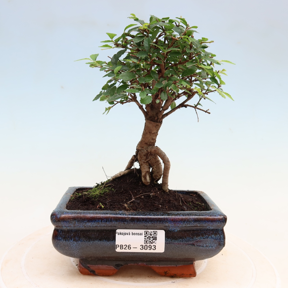 Kamerbonsai - Ulmus parvifolia - Winteriep