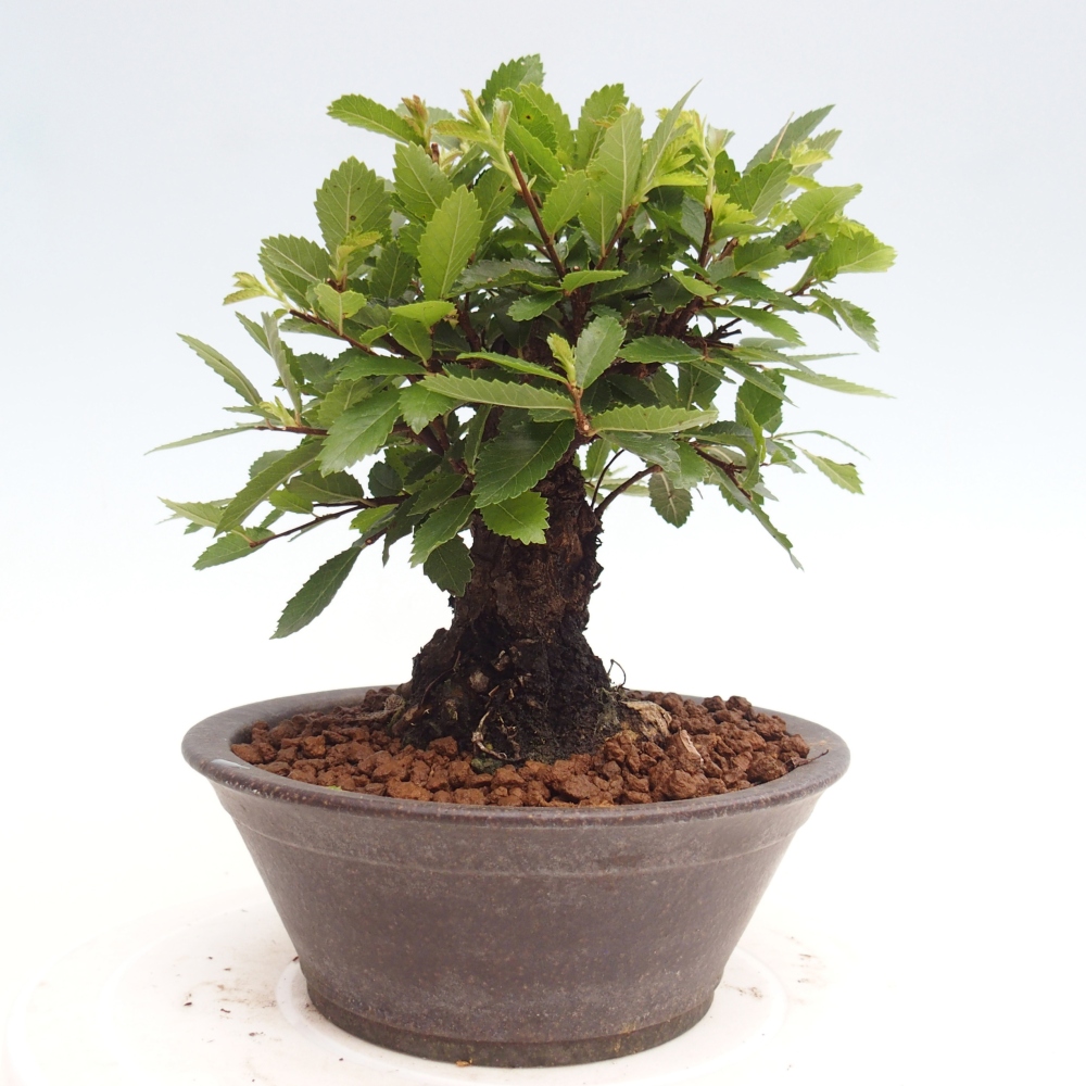 Bonsai voor buiten - Zelkova - Zelkova NIRE