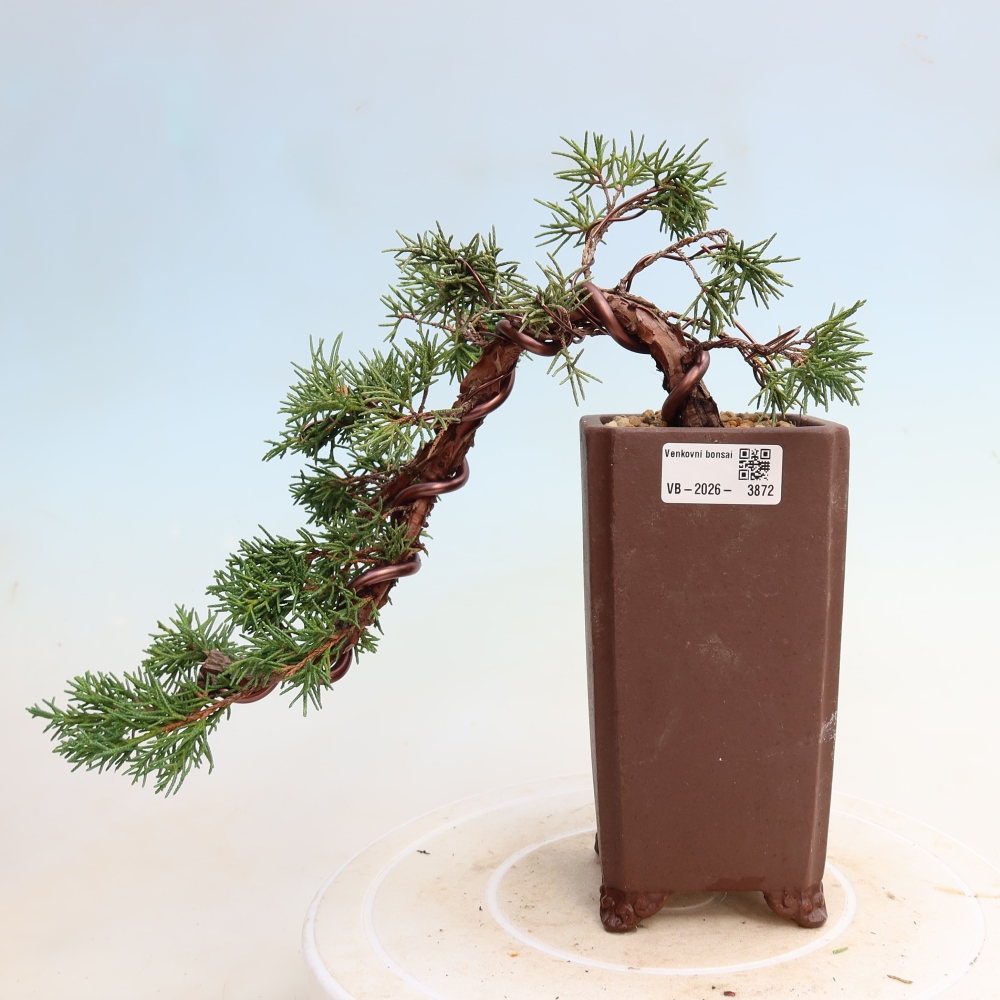 Bonsai voor buiten - Juniperus chinensis Kishu