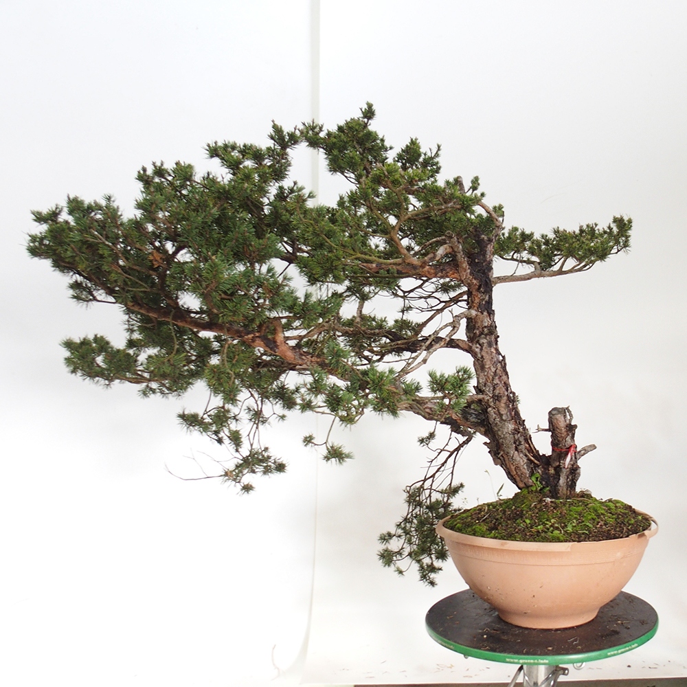 Yamadori - Pinus sylvestris Spanje