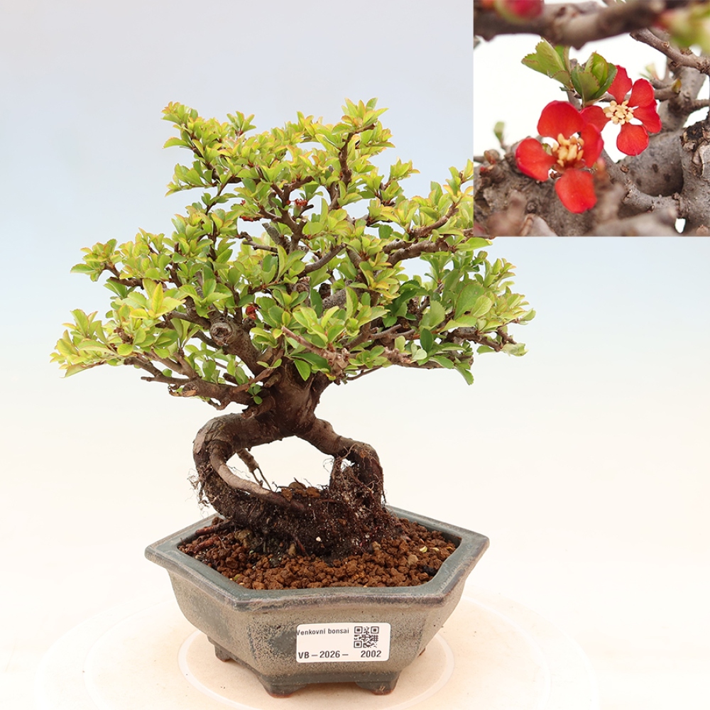 Bonsai voor buiten - Chaneomeles speciosa Chojubai