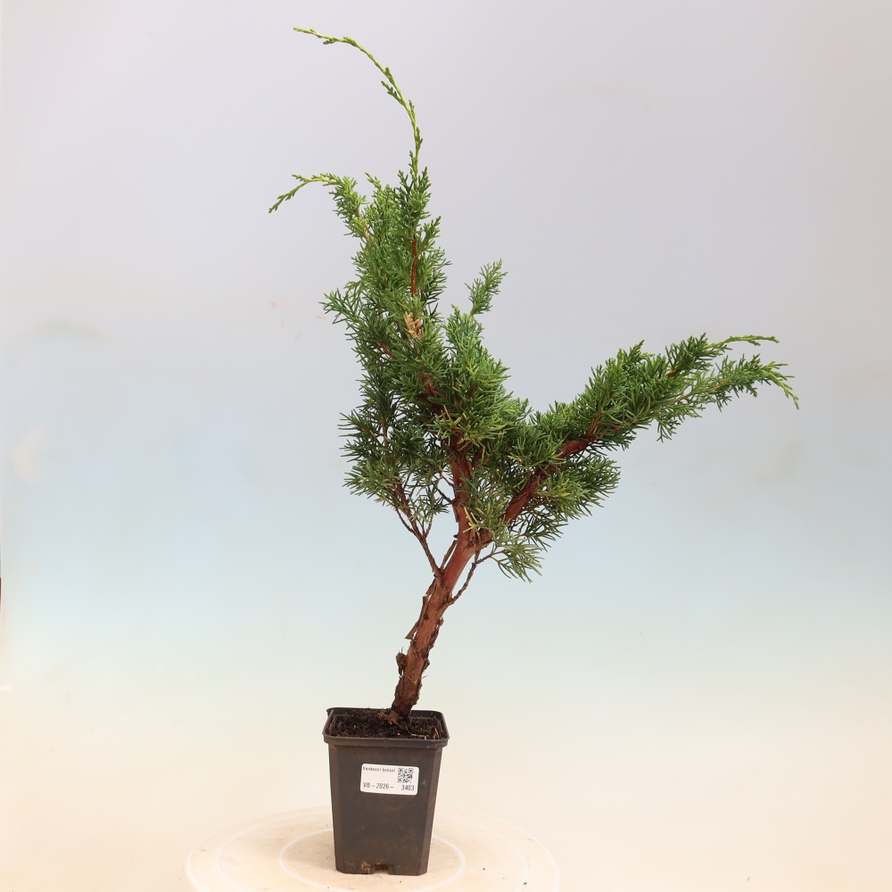 Bonsai voor buiten - Juniperus chinensis Kishu