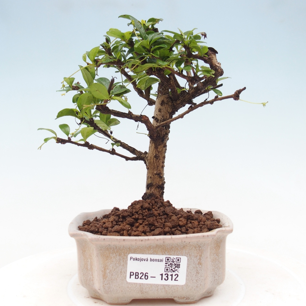 Kamerbonsai - Carmona macrophylla - Thee fuki