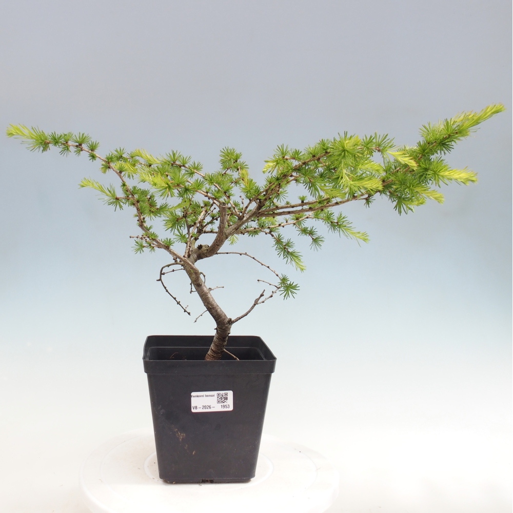 Bonsai voor buiten -Larix decidua - Lariks
