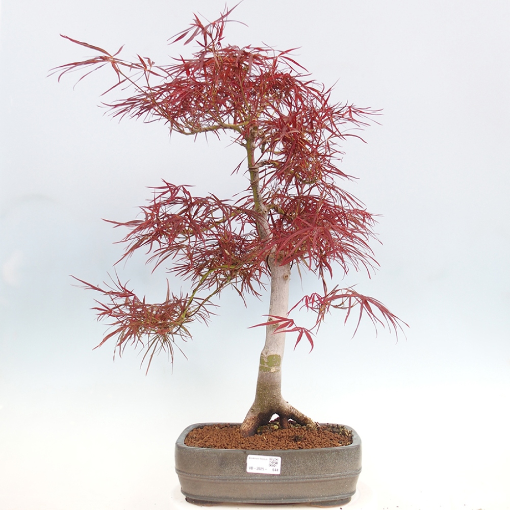 Bonsai voor buiten - Acer palmatum RED PYGMY