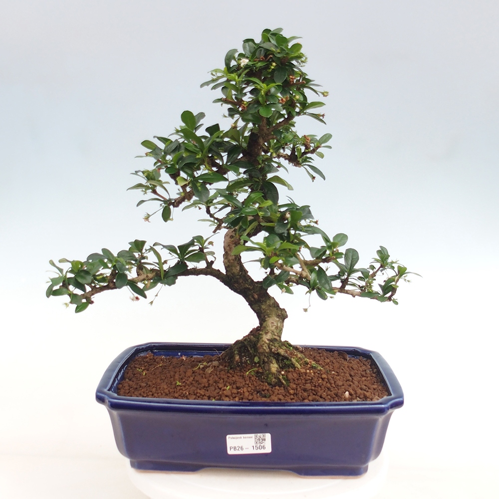 Kamerbonsai - Carmona macrophylla - Thee fuki