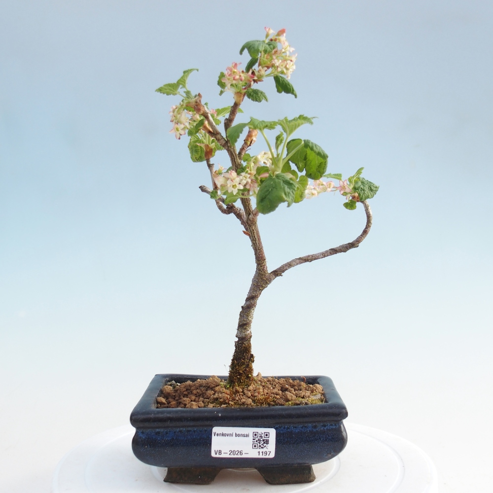 Bonsai voor buiten - Ribes sanguneum