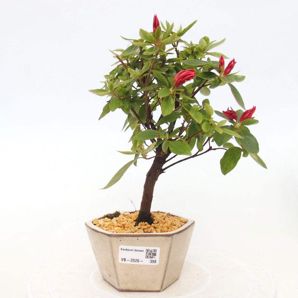 Bonsai voor buiten - Japanse azalea - Azalea sp.