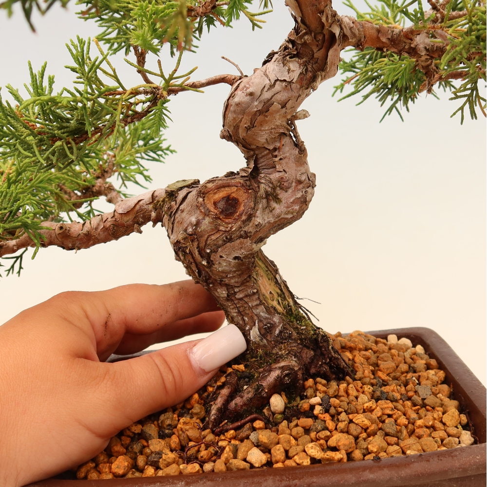 Bonsai voor buiten - Juniperus chinensis Itoigawa