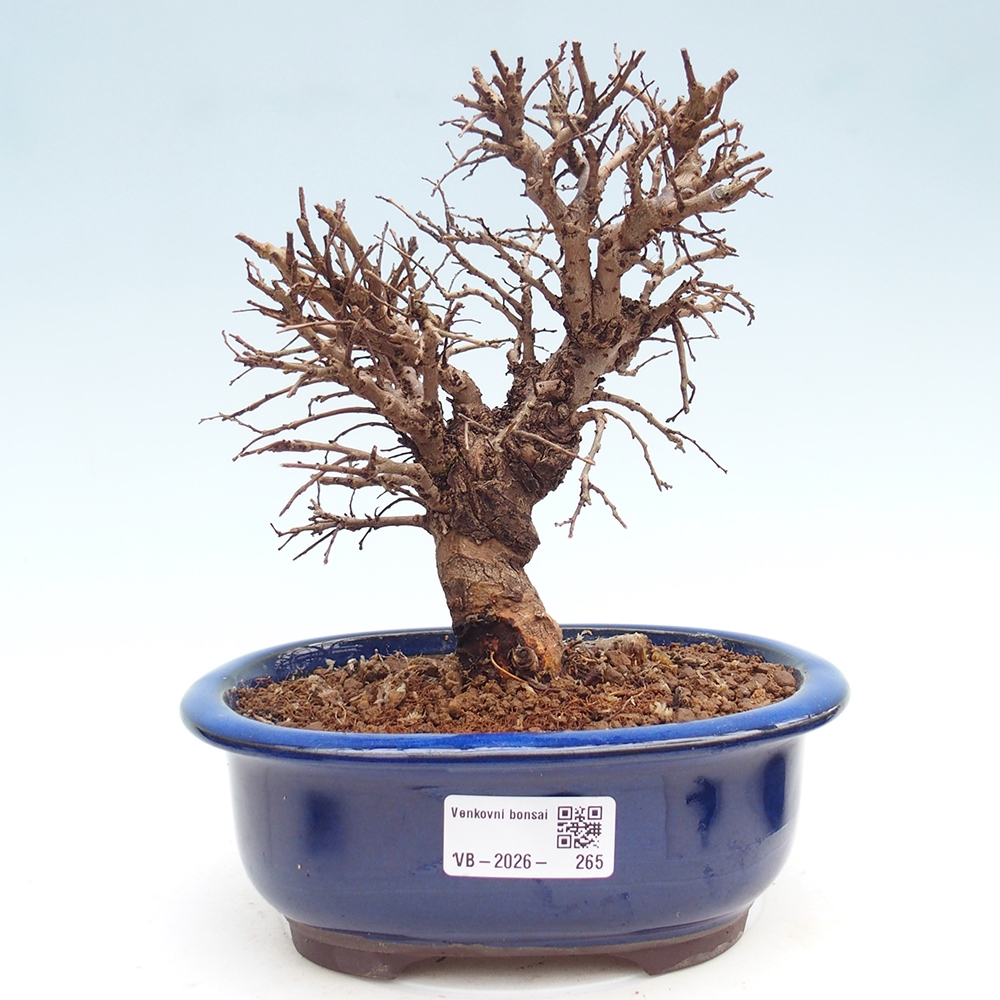 Bonsai voor buiten - Zelkova - Zelkova NIRE