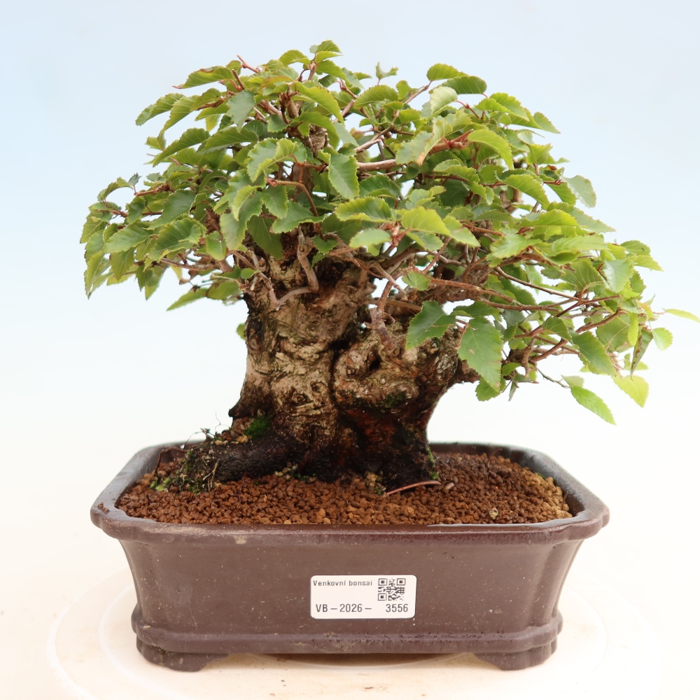 Bonsai voor buiten -Carpinus CARPINOIDES - Koreaanse haagbeuk