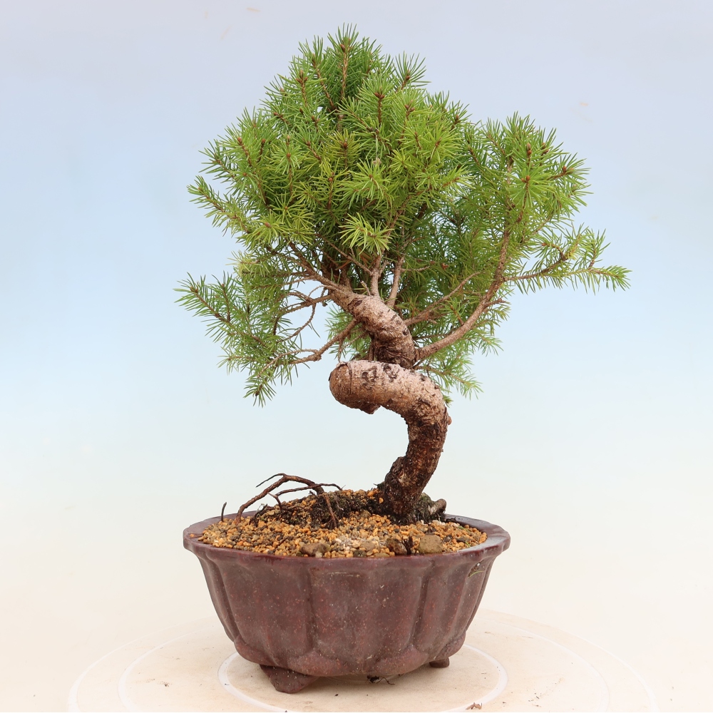 Bonsai voor buiten - Gewone spar - Picea glauca bol